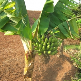 Régime de bananes